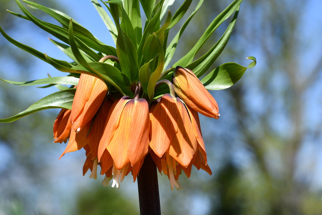 How to Make a Flower Crown with Garden Blooms